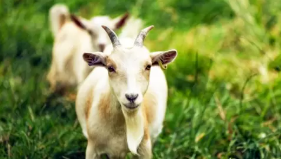 科学家在研究山羊的预知能力