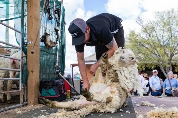 在澳大利亚布罗瓦小镇羊毛节活动现场，一名男子在展示剪羊毛